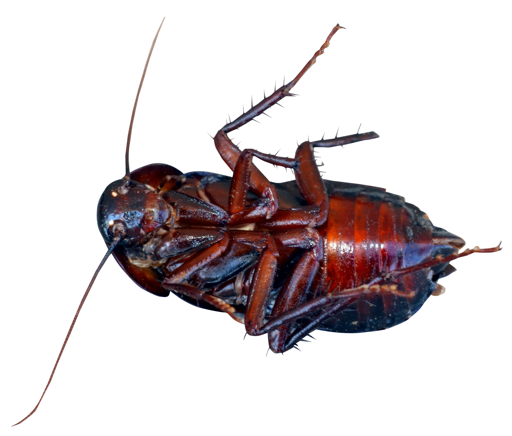 A Close Up Of A Roach