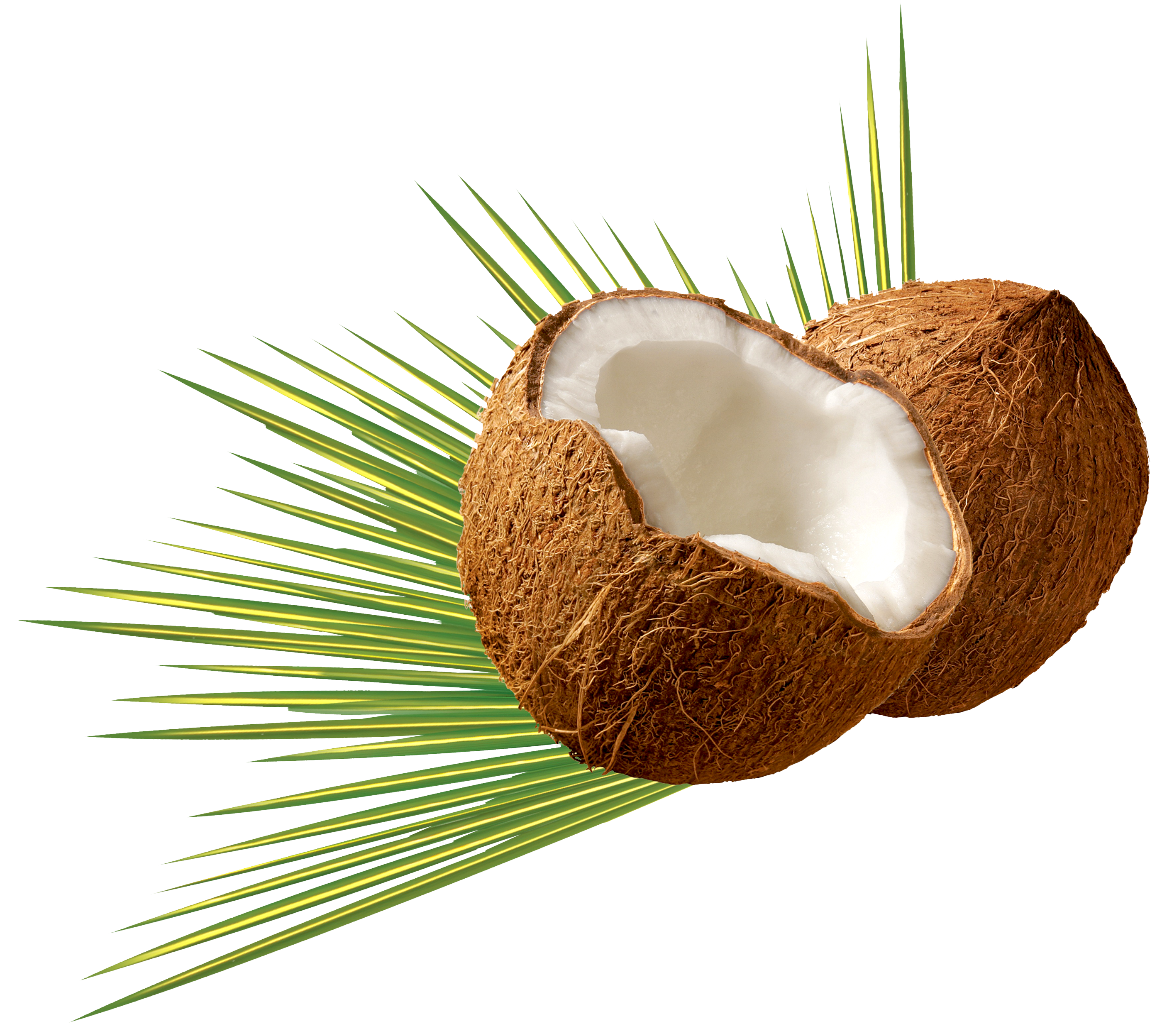 A Coconut With A Broken Open Shell