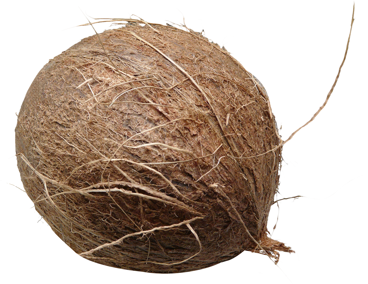 A Coconut With A Black Background