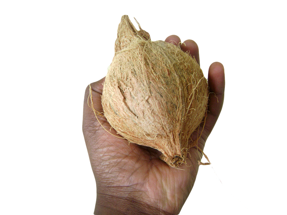 A Hand Holding A Coconut