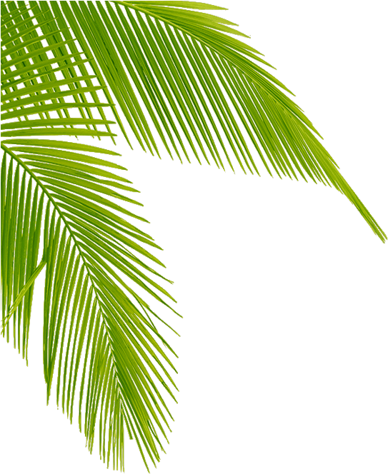 A Close Up Of A Palm Tree