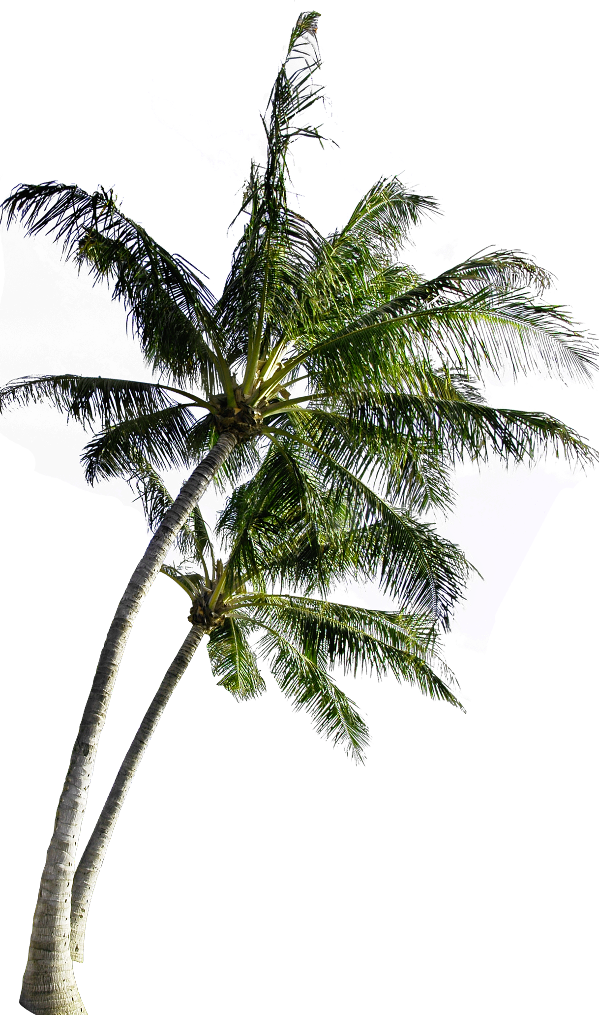 A Palm Trees With A Black Background