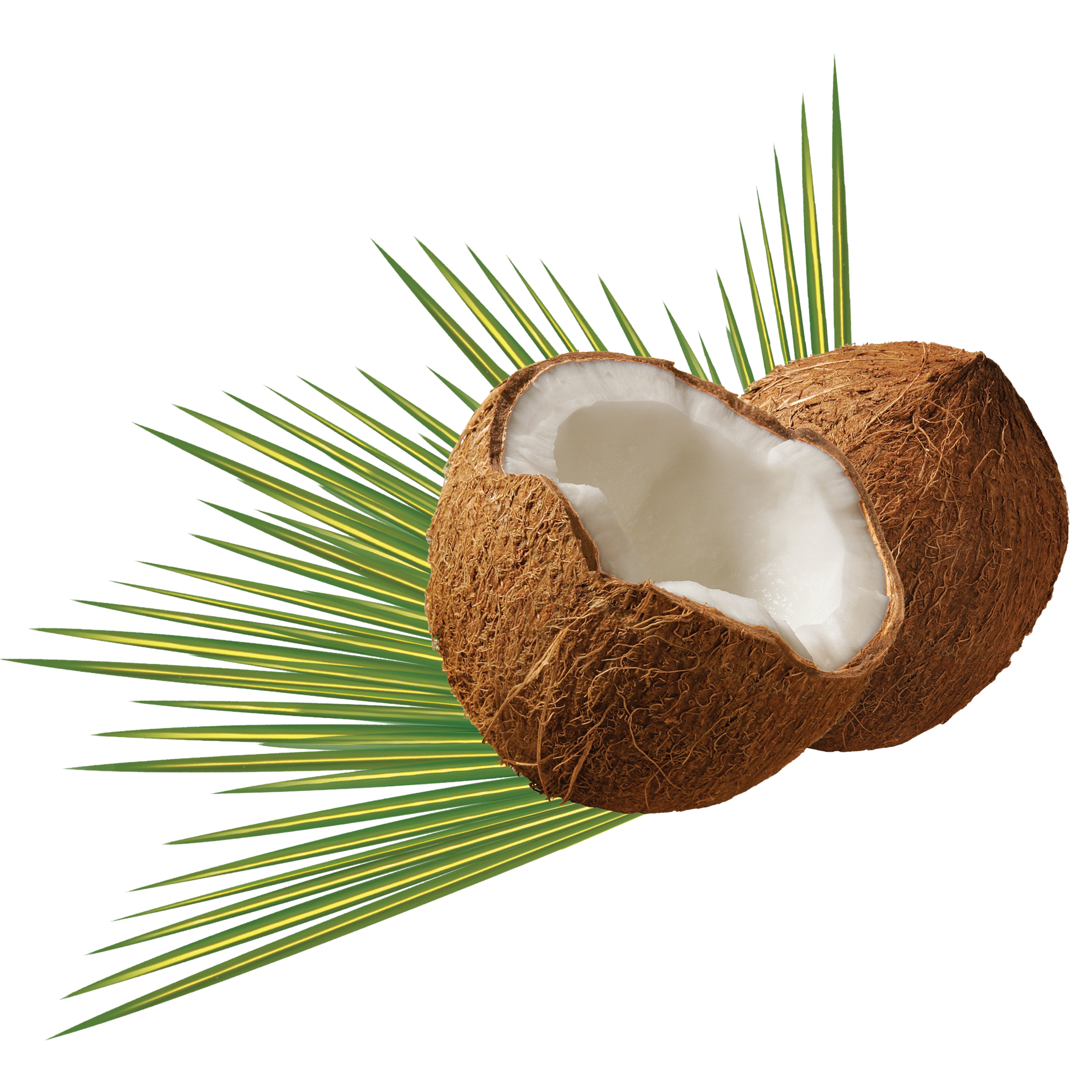 A Coconut With A Palm Leaf