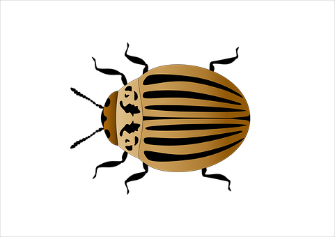 A Gold Oval Object With A Black Background