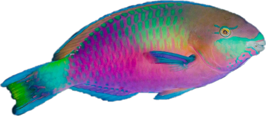 A Colorful Fish With Black Background