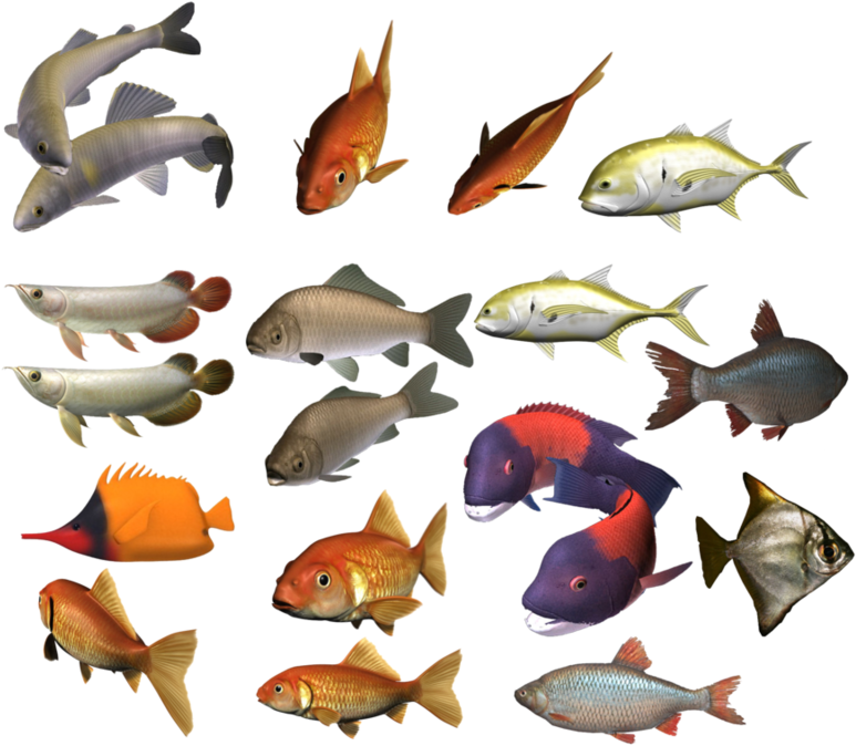 Colour Fish Images Png, Transparent Png
