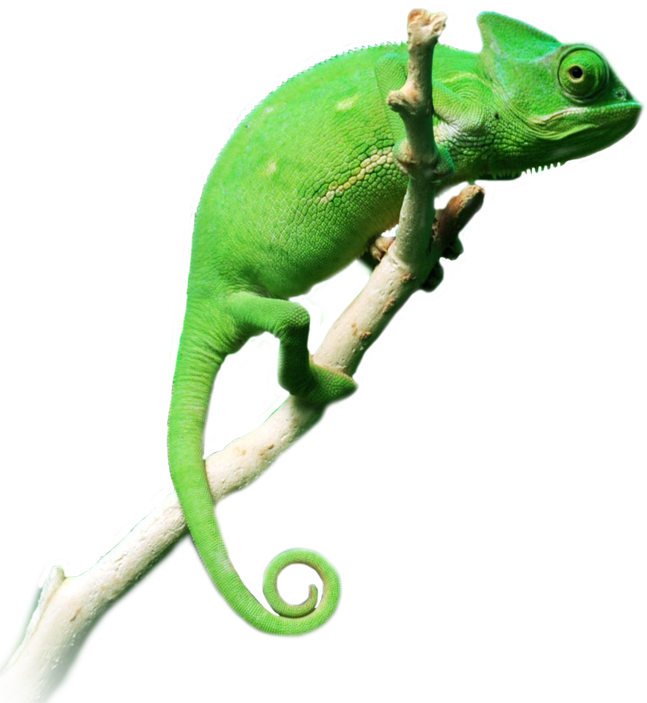 A Green Lizard On A Branch