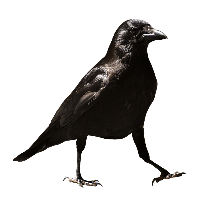 A Black Bird Standing On A Black Background