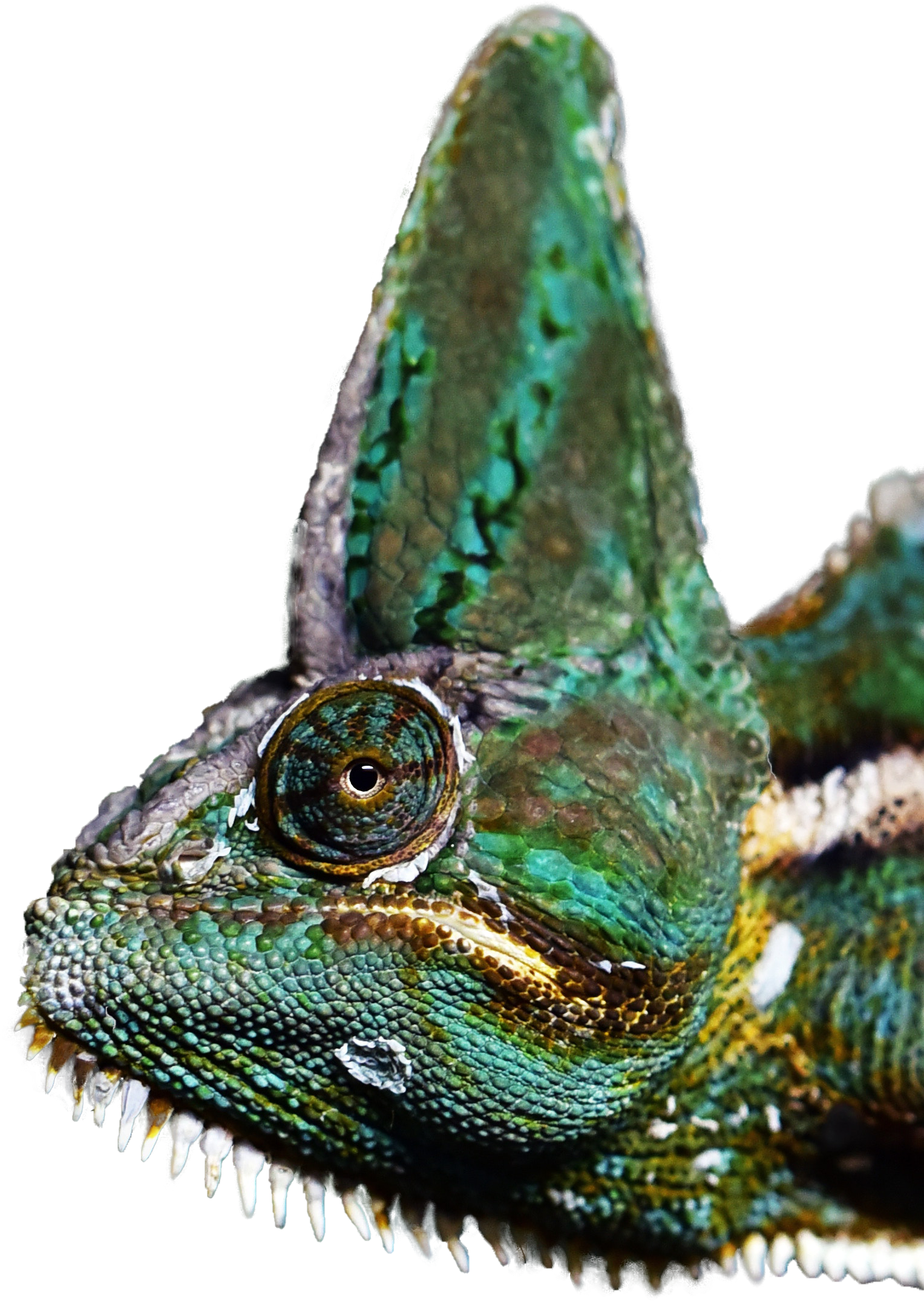 A Close Up Of A Chameleon