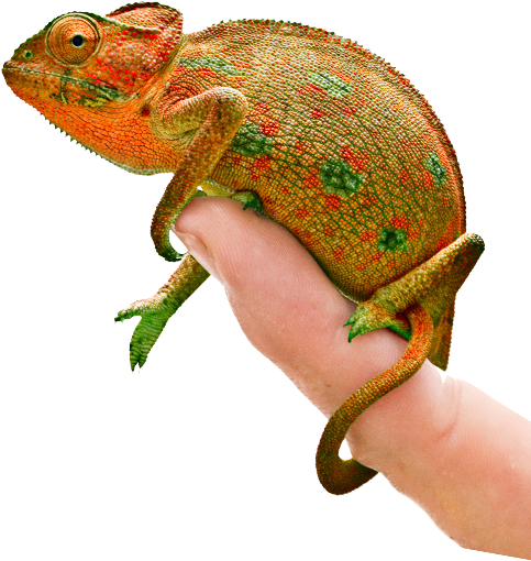 A Lizard On A Person's Finger