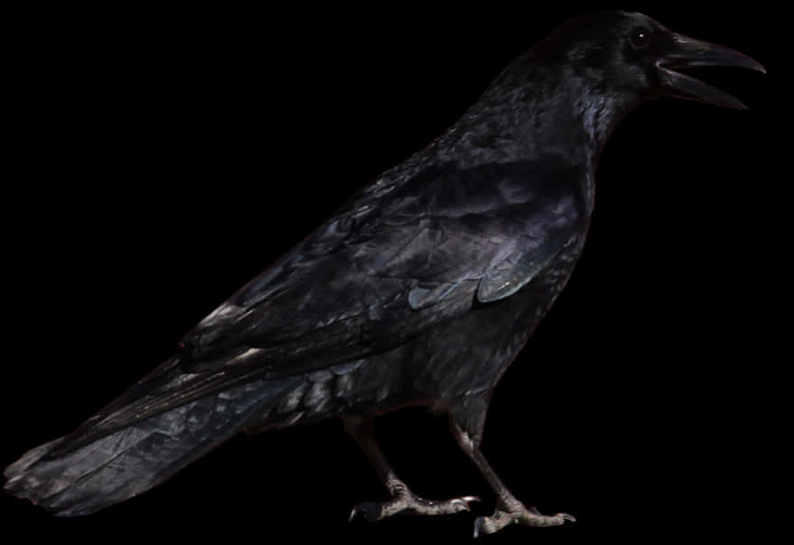 Common Raven Bird Clip Art - Crow Png, Transparent Png