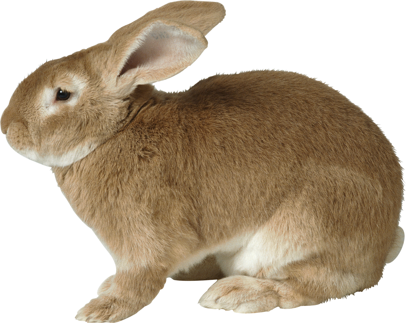 A Rabbit With Long Ears