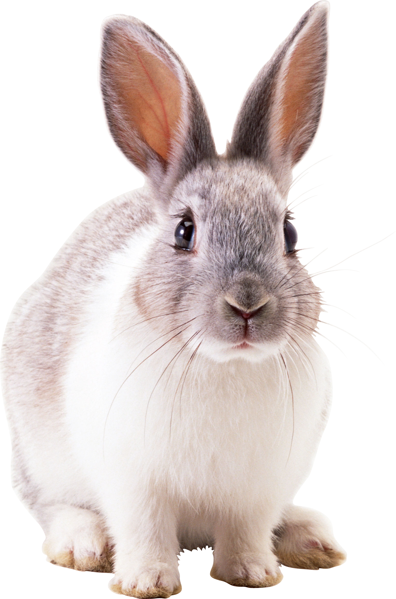 A Close Up Of A Rabbit
