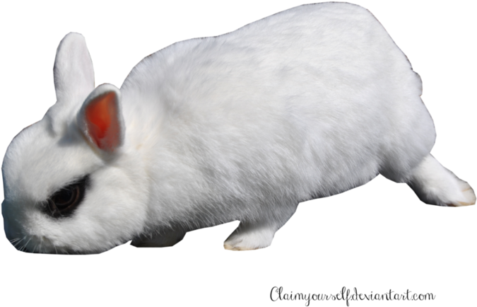 Conejo Png