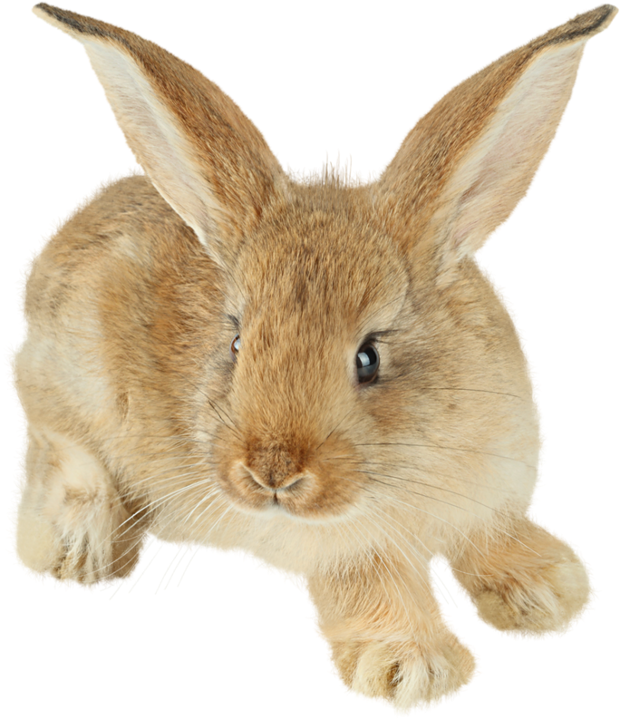 A Close Up Of A Rabbit