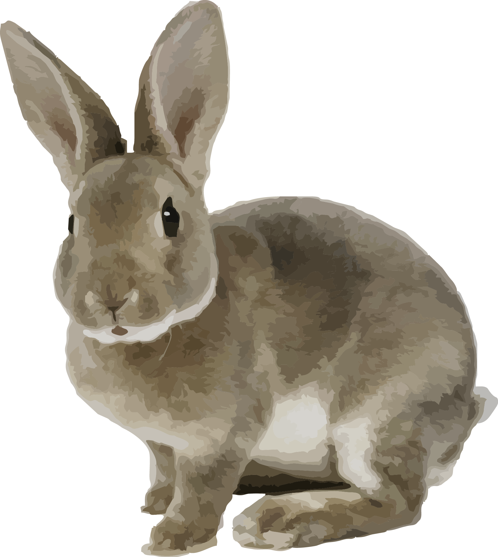 A Rabbit With Large Ears