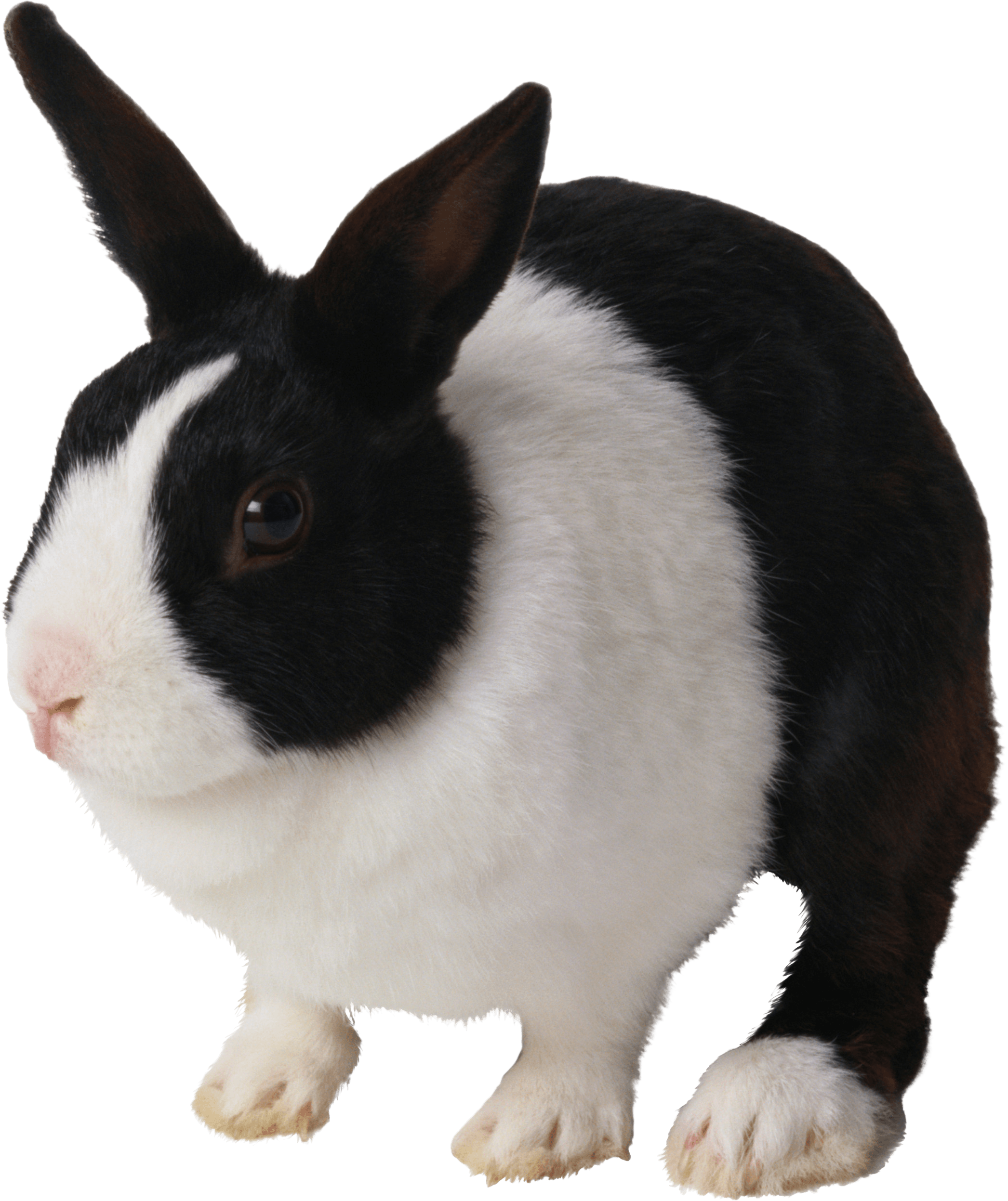 A Black And White Rabbit