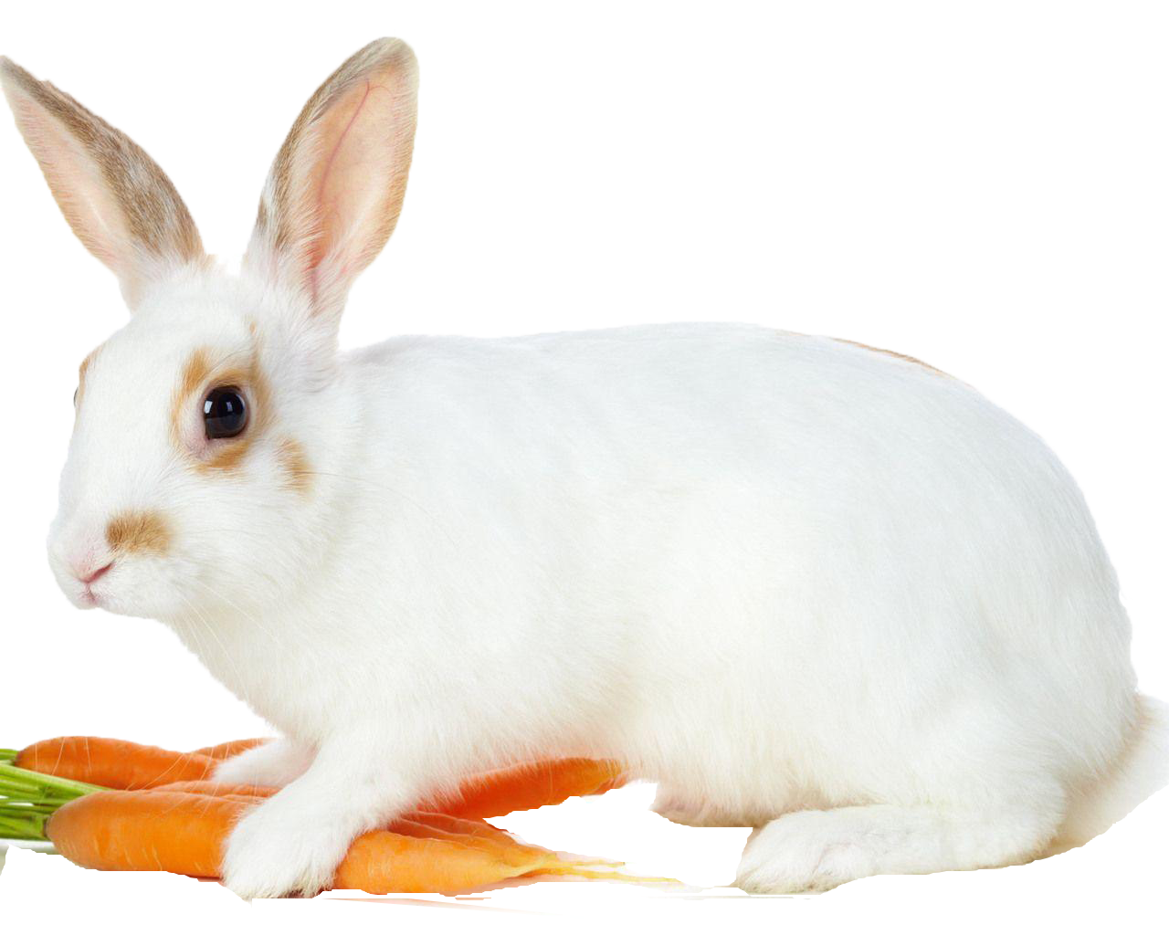 A White Rabbit With Brown Ears And A Carrot