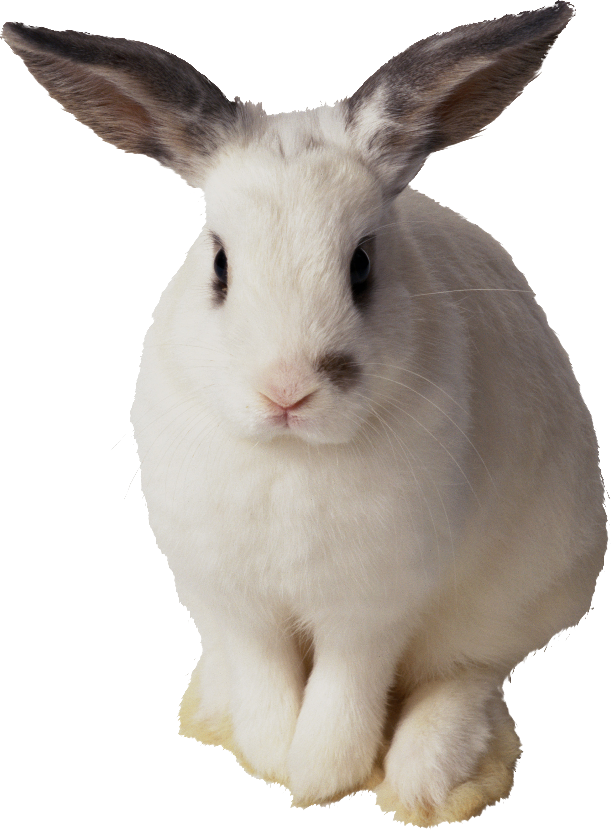 A White Rabbit With Black Background