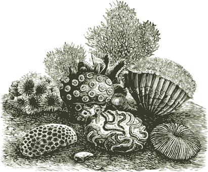 A Drawing Of A Coral Reef