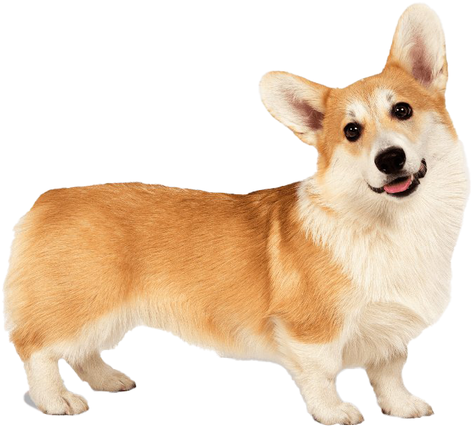 A Dog Standing On A Black Background