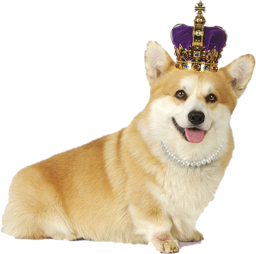 A Dog Wearing A Crown
