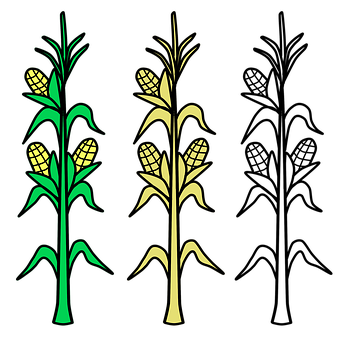 Corn Plants With Yellow Corn On The Stalk