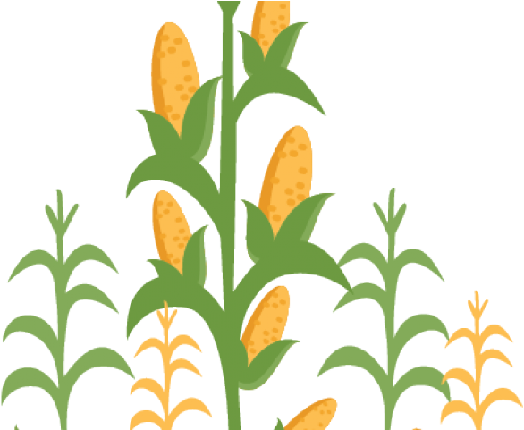 Corn Plants With Yellow Corn On The Cob