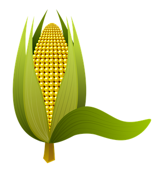 A Corn Cob With Leaves And A Black Background