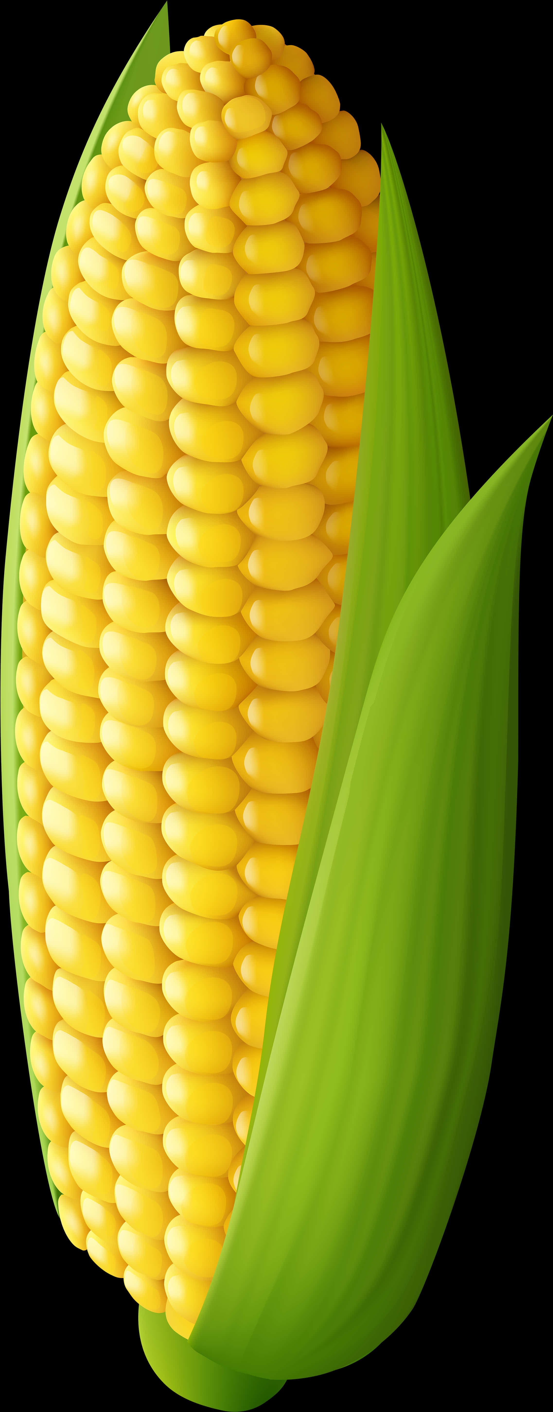 A Close Up Of A Corn Cob