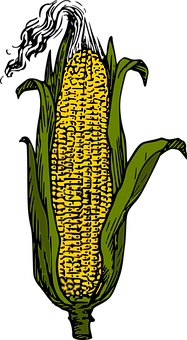A Yellow Corn On The Cob
