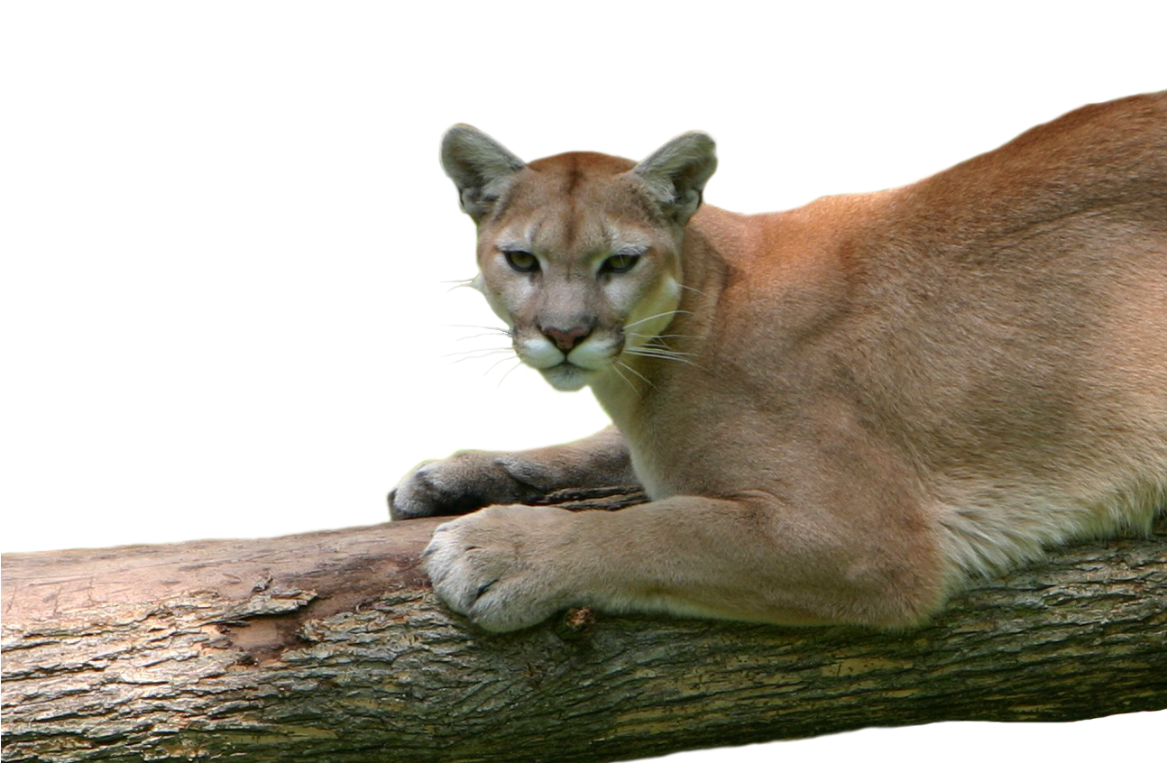 A Cougar Lying On A Log