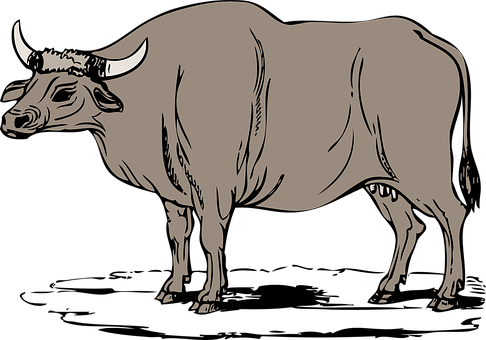 A Bull With Horns On Its Back