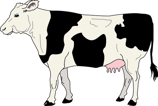 A Cow With A Black Background