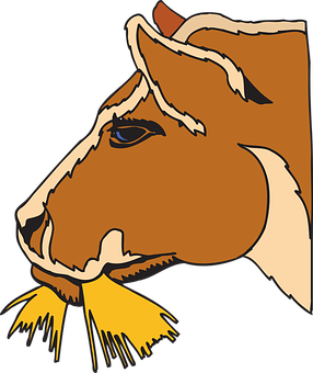 A Brown Cow With Yellow Hay In Mouth