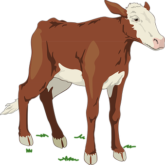 A Cow Standing On Grass