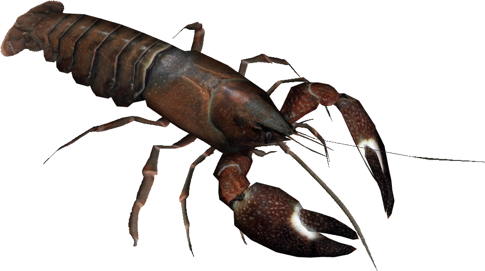 A Lobster With A Black Background