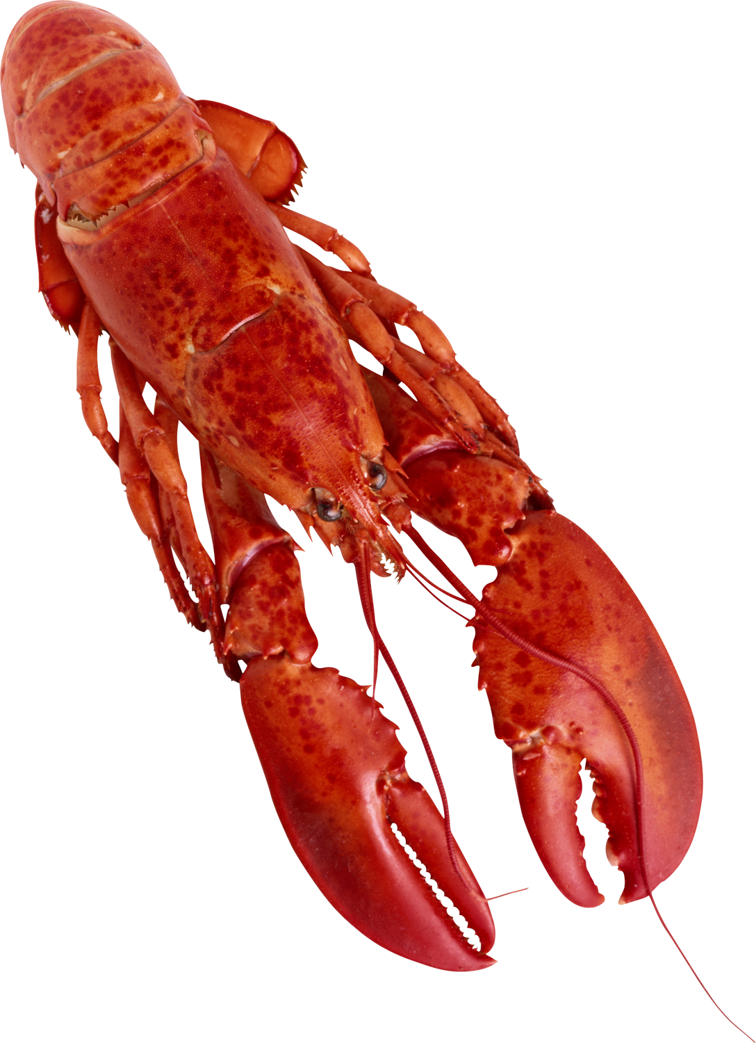 A Lobster With A Black Background