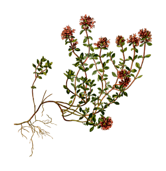 A Plant With Green Leaves And Red Flowers