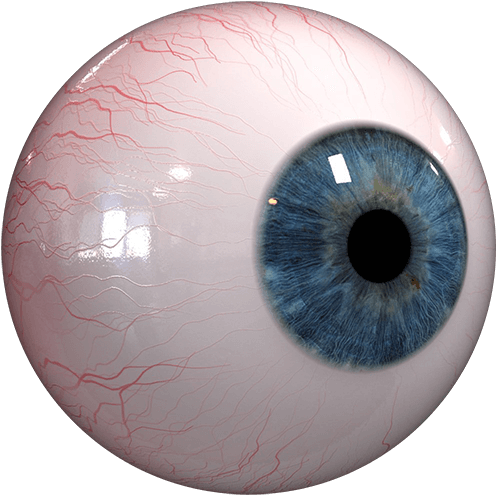 A Close Up Of A Human Eye