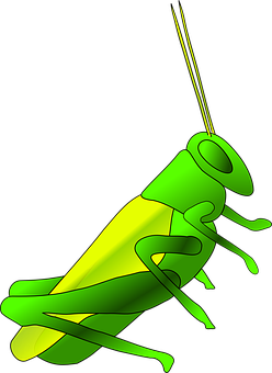 A Green Grasshopper On A Black Background