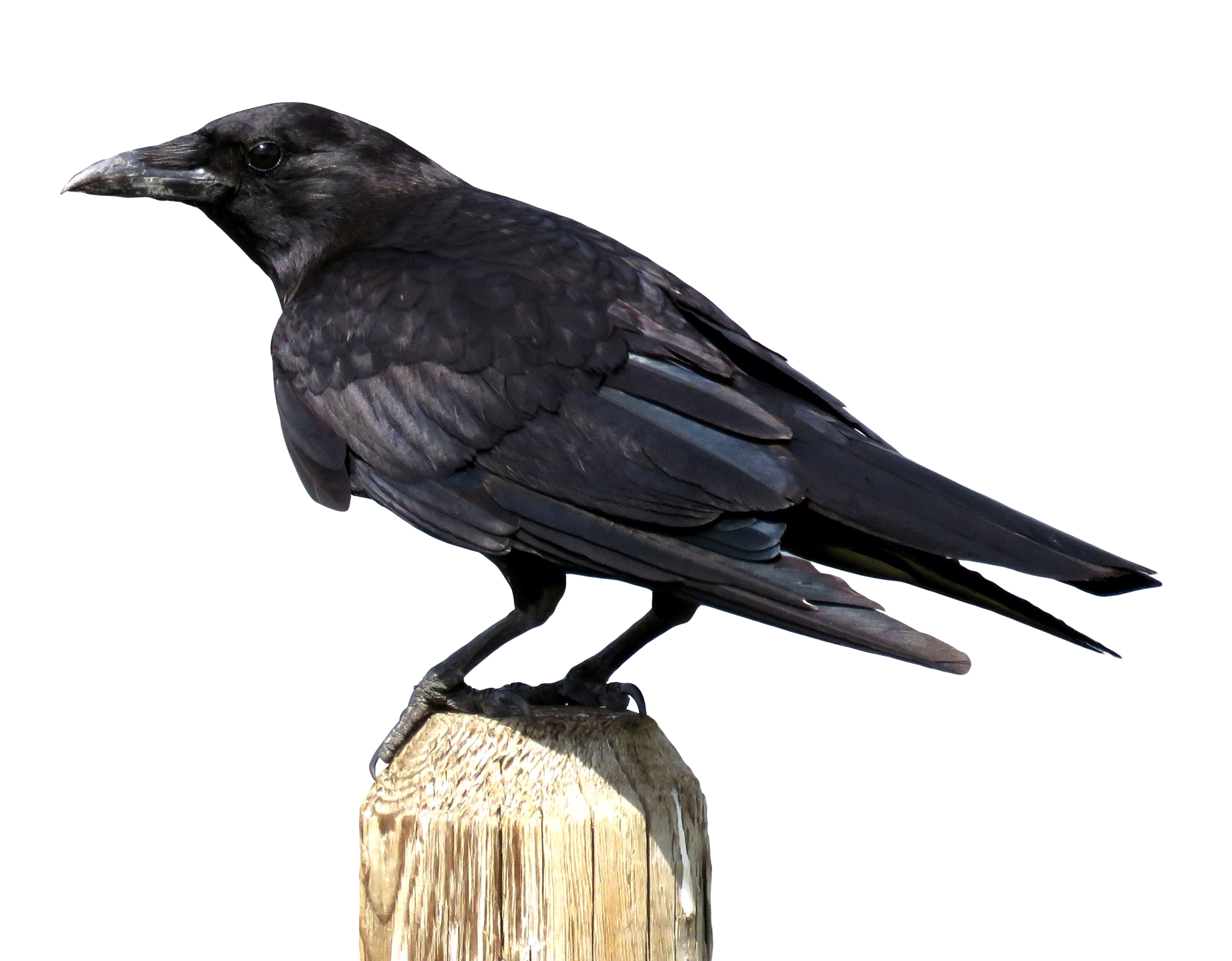 Crow Png 2250 X 1755