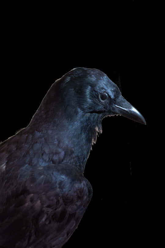 Crow - American Crow, Hd Png Download