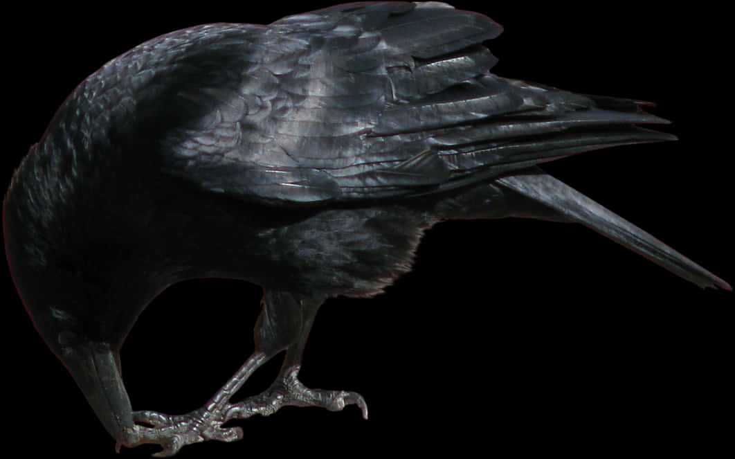 Crow Eating Png, Transparent Png