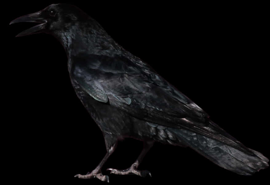 Crow Png Image - Halloween Crow, Transparent Png
