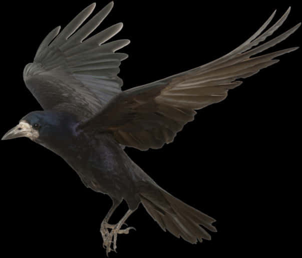 Crow Png Photos - Transparent Crow Png, Png Download