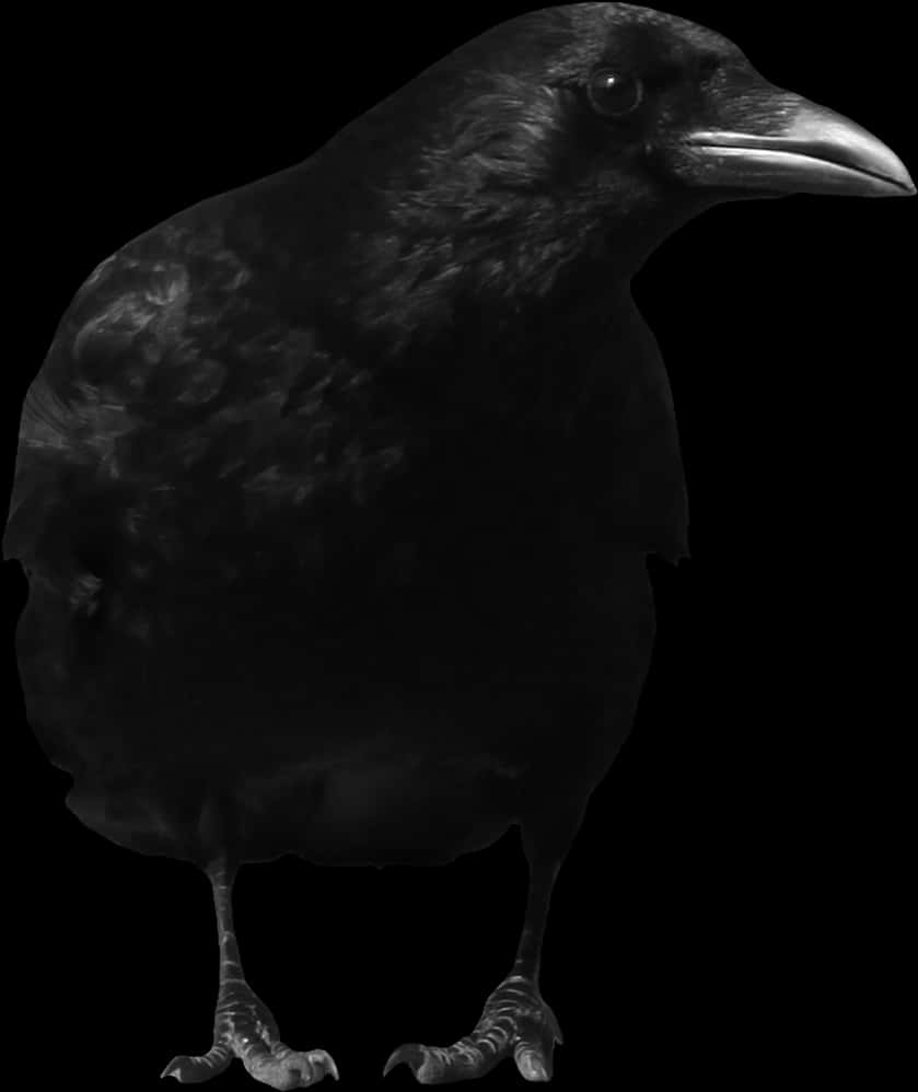 Crow Png, Transparent Png