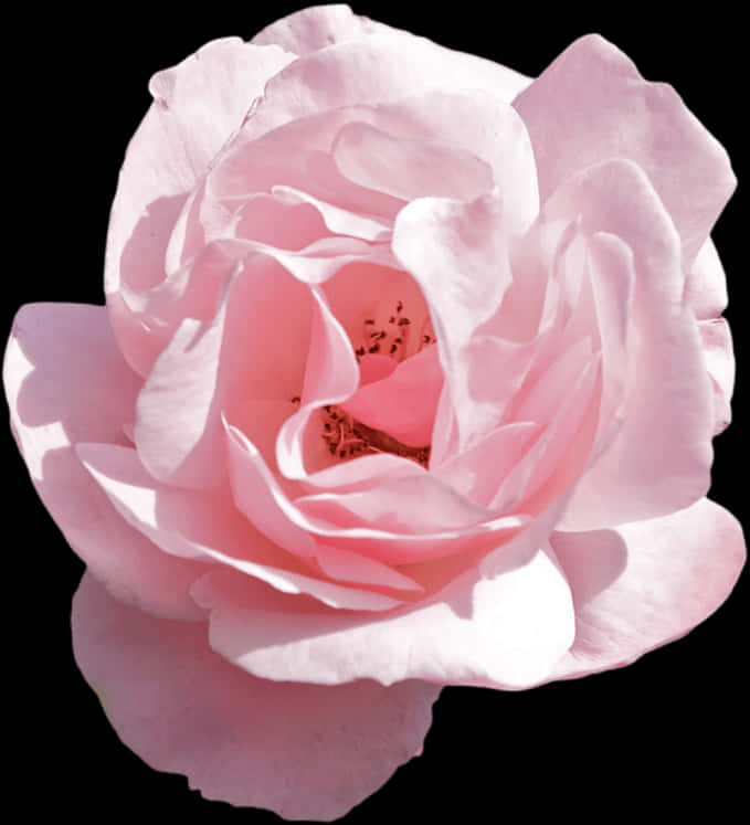 A Close Up Of A Pink Rose