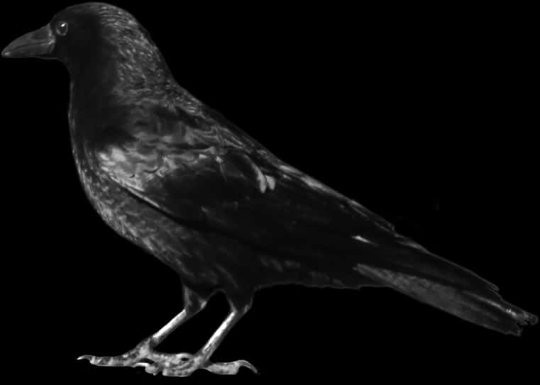 Crows Clip Art - Crow Png, Transparent Png