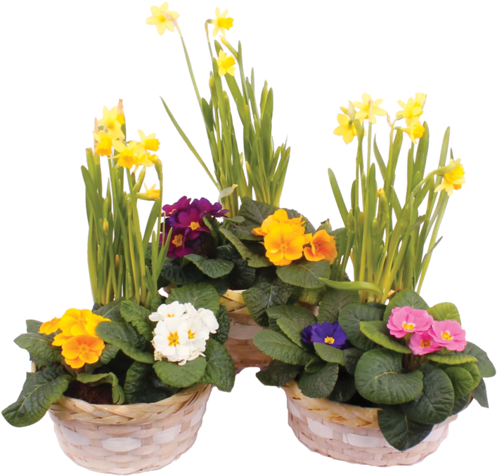 A Group Of Flowers In Baskets